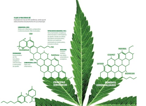 Cannabis e canabinoides. (Fonte: Jornal Floripa - set/2014)